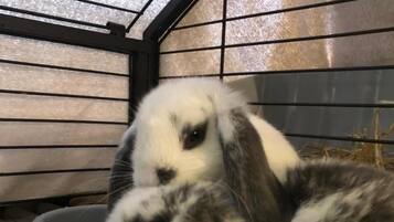 Un conejo dentro de un cercado con techo de metal y un plato de agua gris.