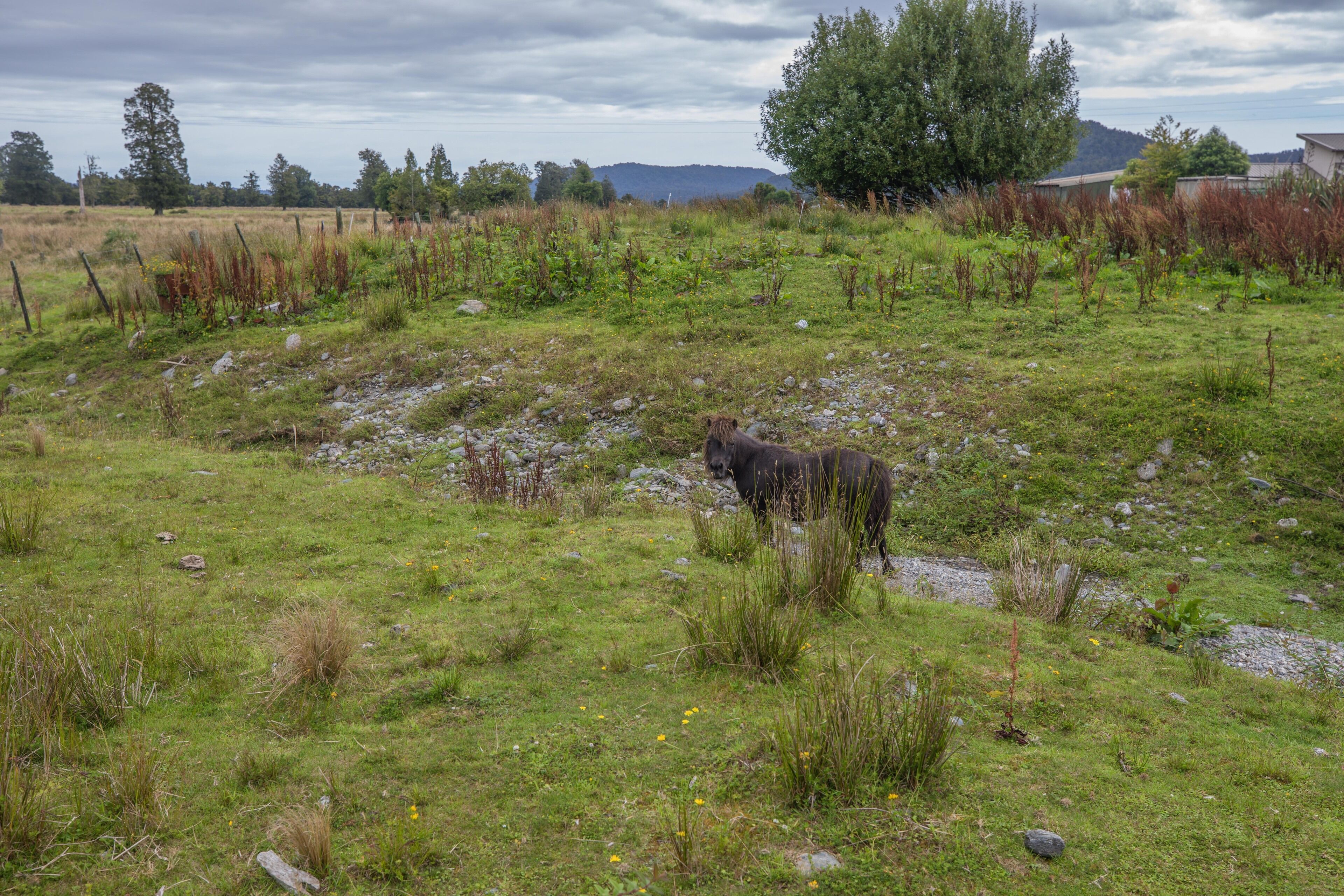 Een grasveld met één dier in het midden.