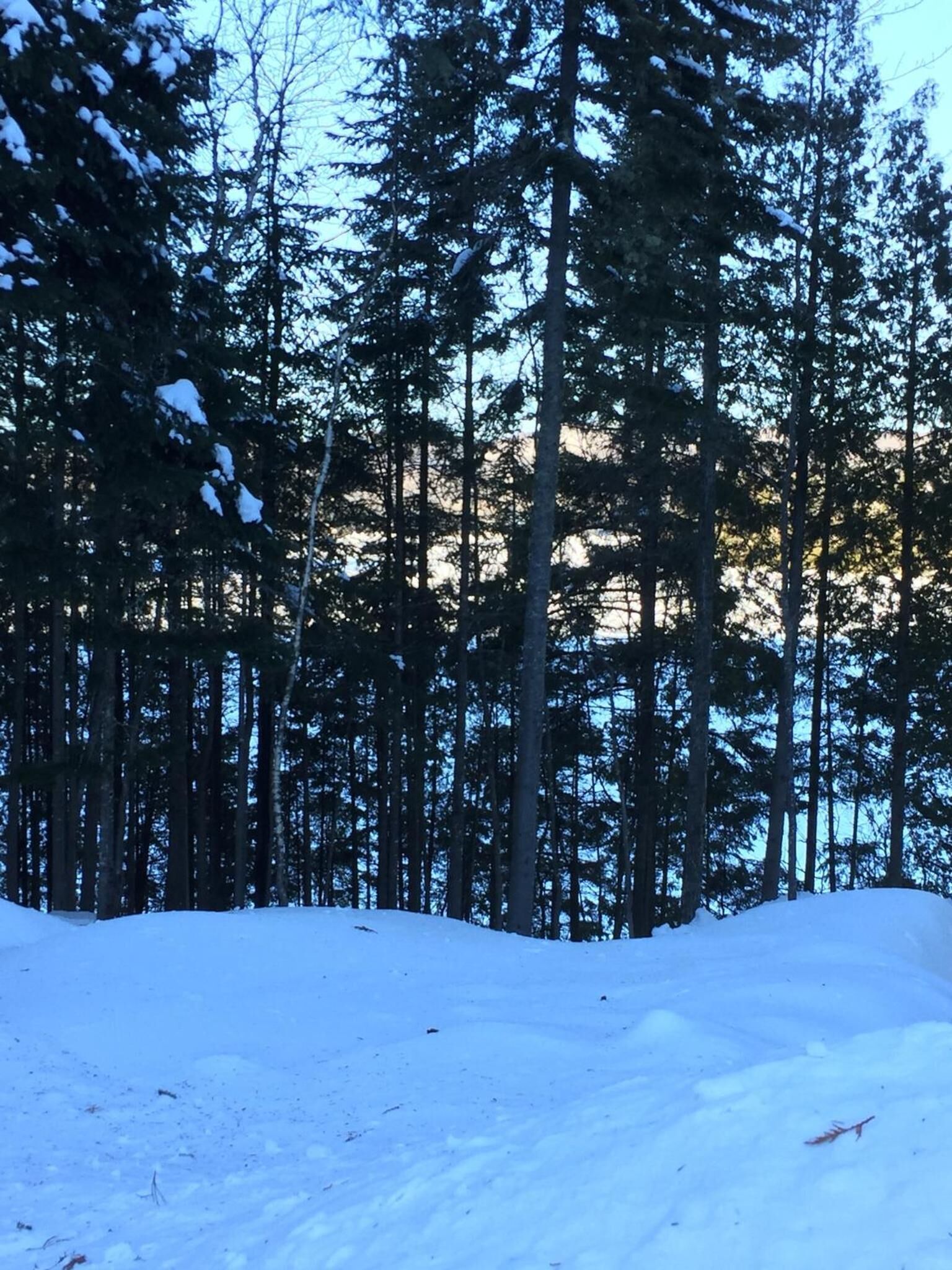 Une forêt enneigée, avec de grands arbres à feuilles persistantes et un ciel dégagé.