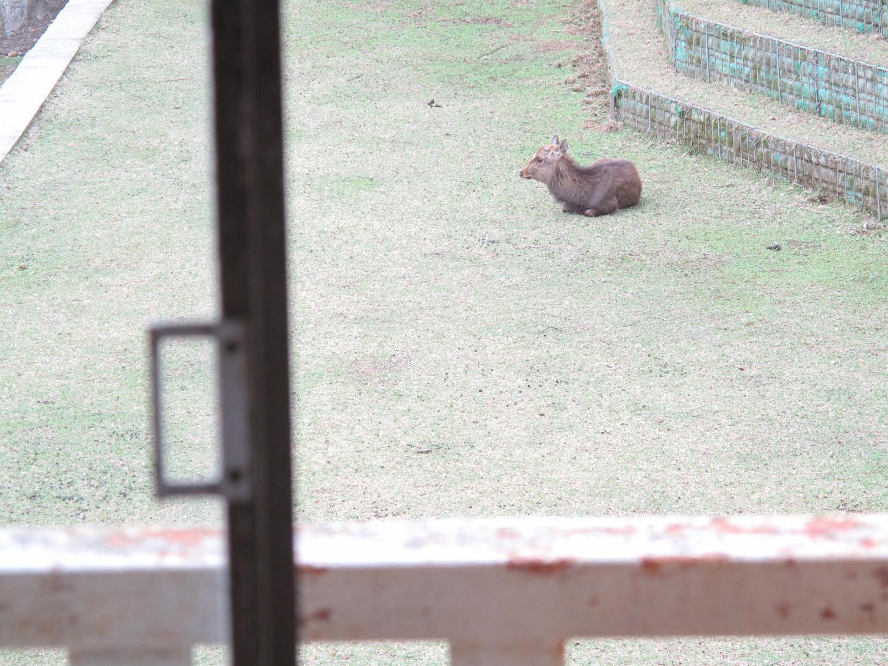 A deer in a grassy enclosure with a metal fence and a white barrier in the foreground.