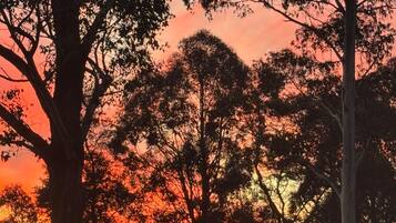 A natural landscape with trees silhouetted against a sunset sky.