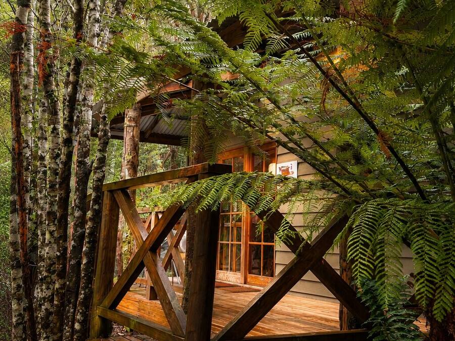 Eine Holzterrasse, umgeben von dichtem Farn und Bäumen, mit einem Gebäude im Hintergrund.