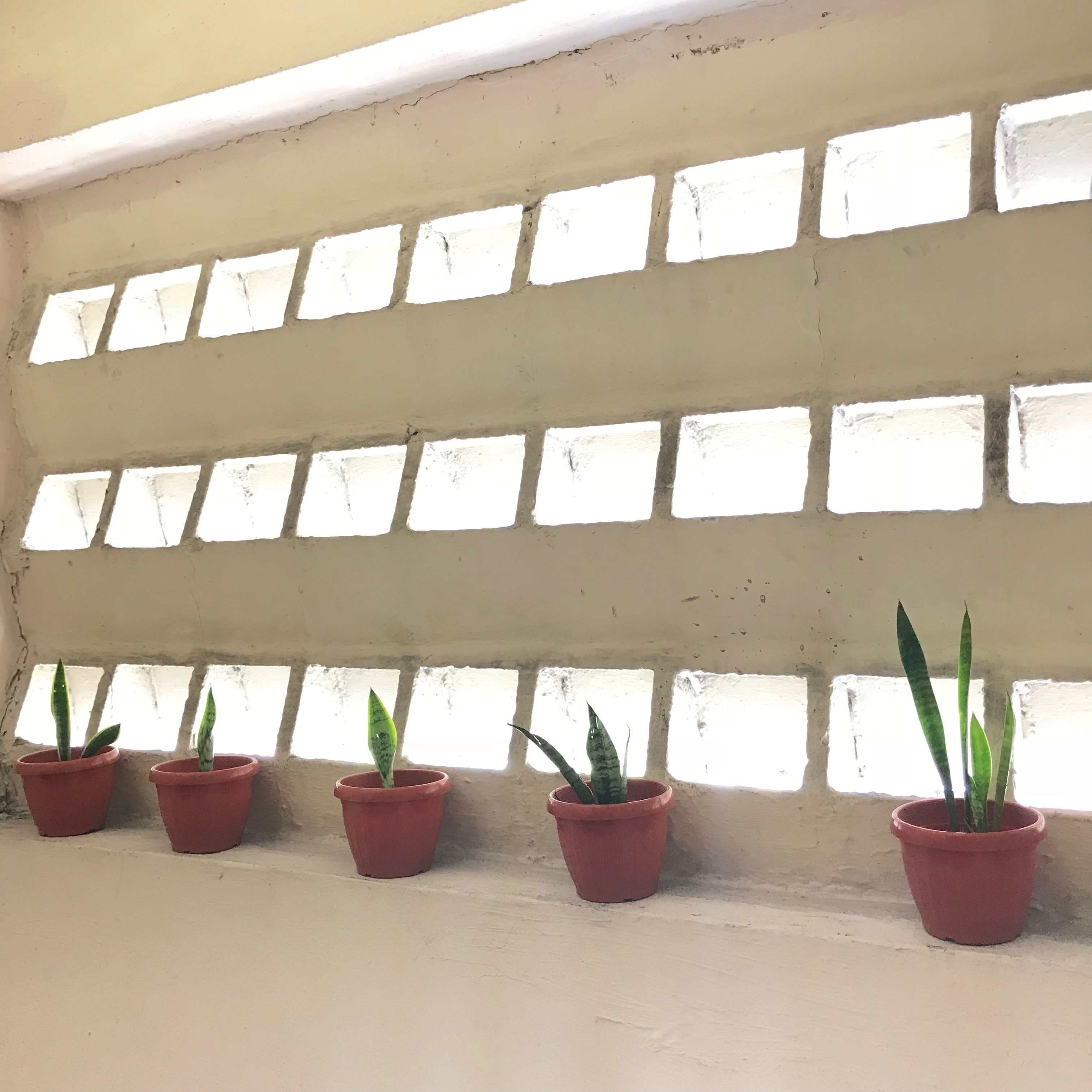 A wall with multiple rectangular windows and potted plants arranged in a row.