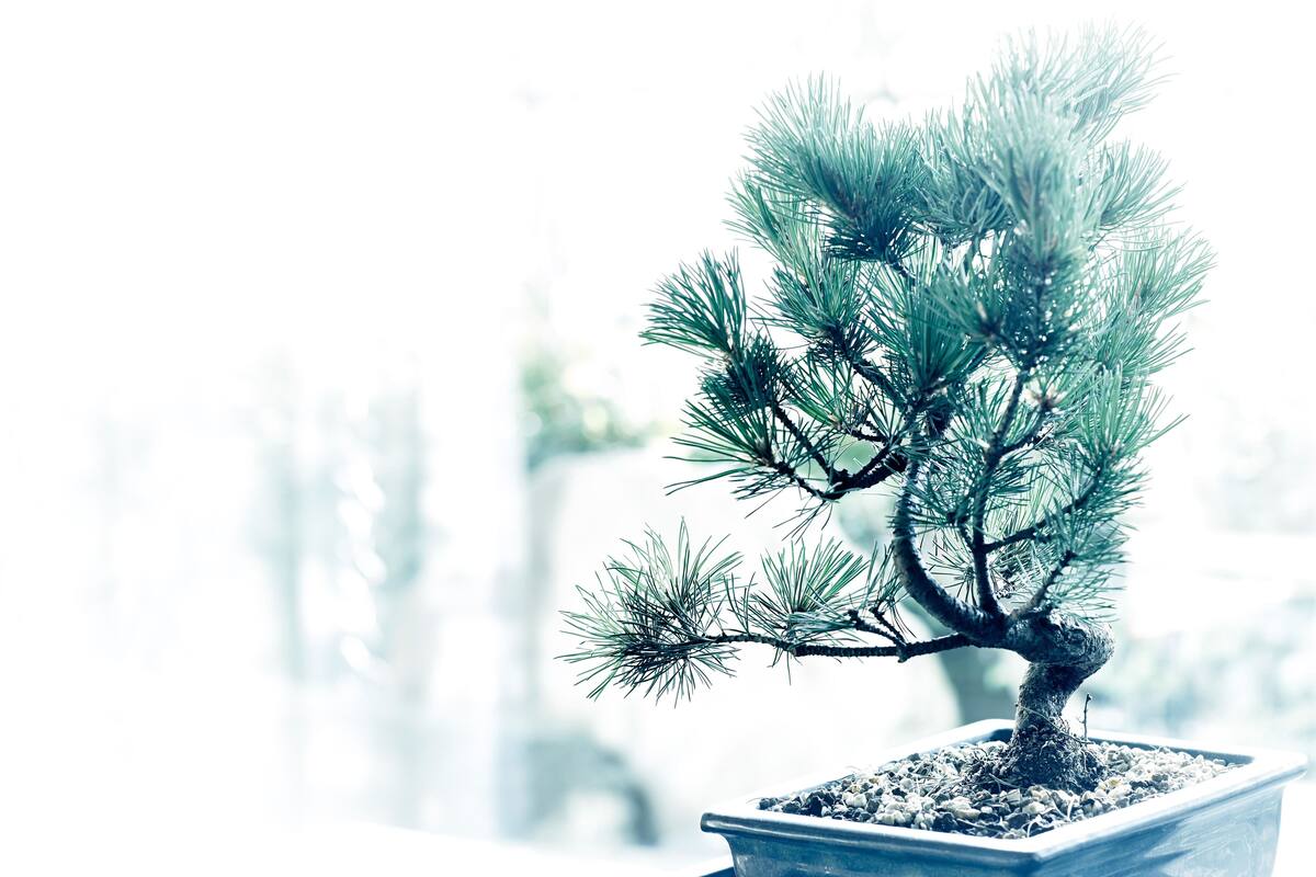 A potted bonsai tree with a thick trunk and multiple branches, placed on a white surface.