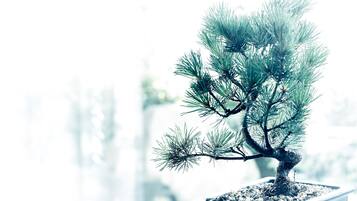 A potted bonsai tree with a thick trunk and multiple branches, placed on a white surface.