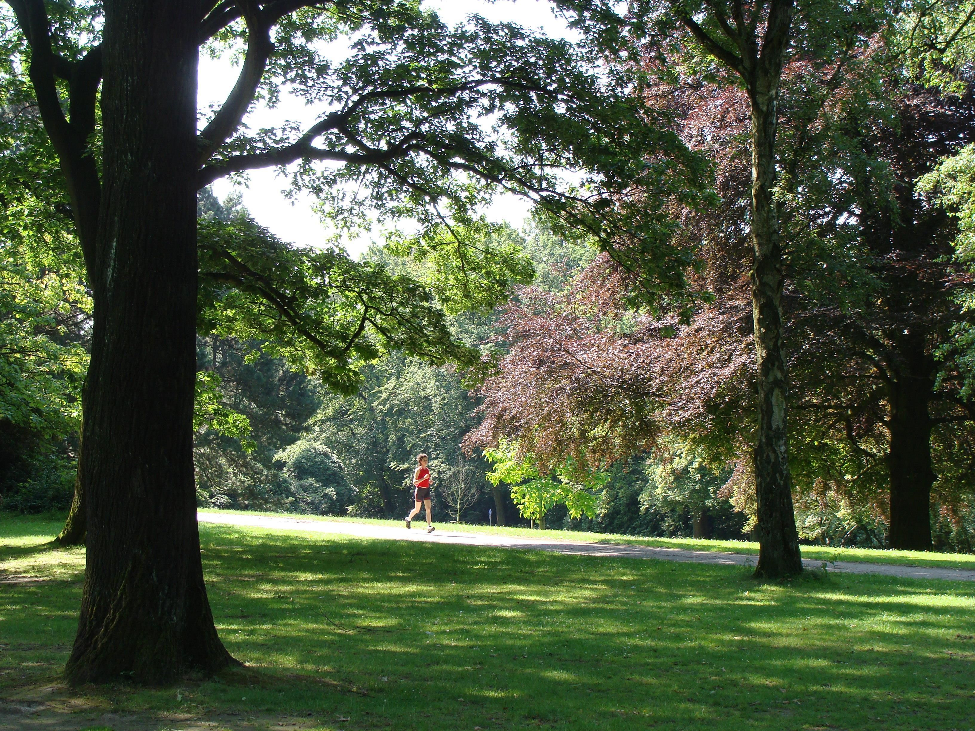 Un parque con un sendero para caminar, árboles grandes y una persona trotando.