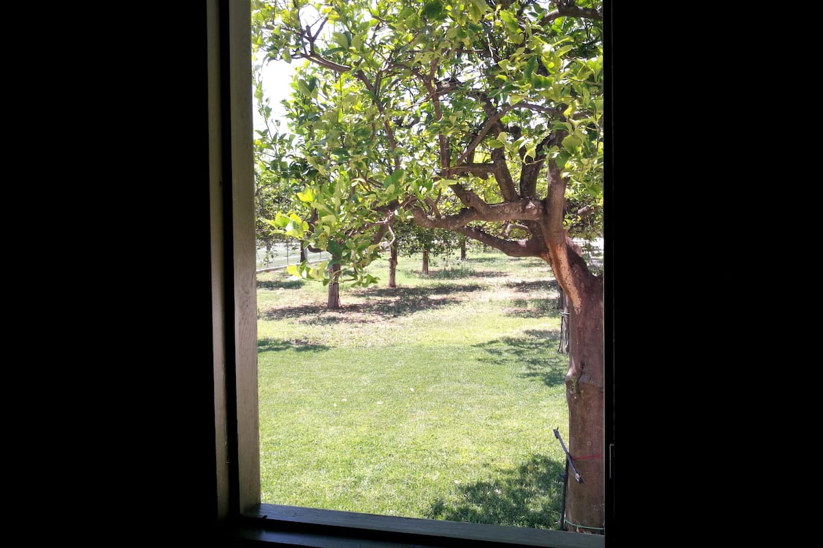 Vista a través de una ventana que muestra un área cubierta de hierba y árboles, sugiriendo un entorno natural cerca de una edificación.