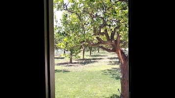 Economy Room, Pool View, Poolside | View from room