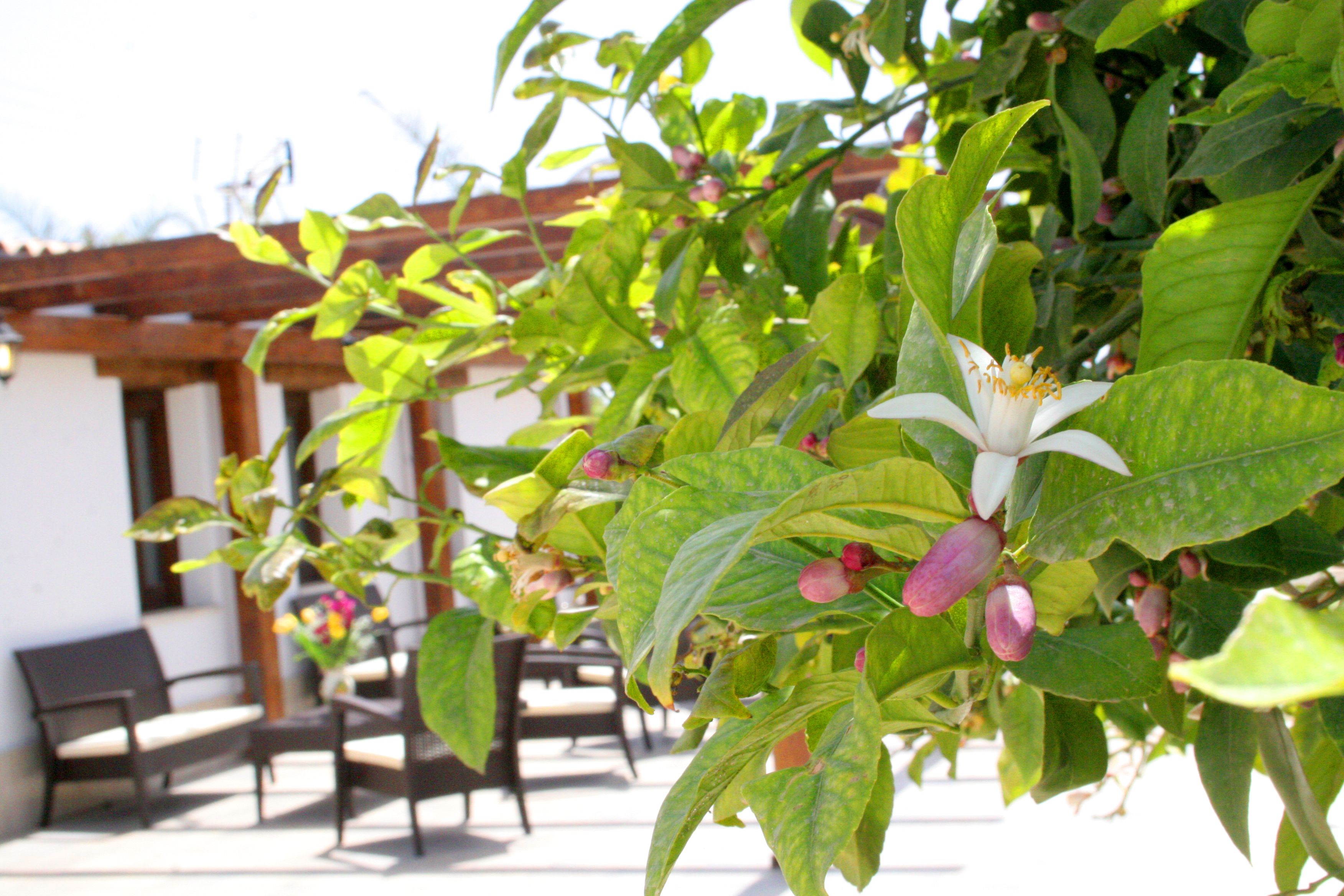 Ein Patio-Bereich mit Sitzgelegenheiten und einer Pergola.
