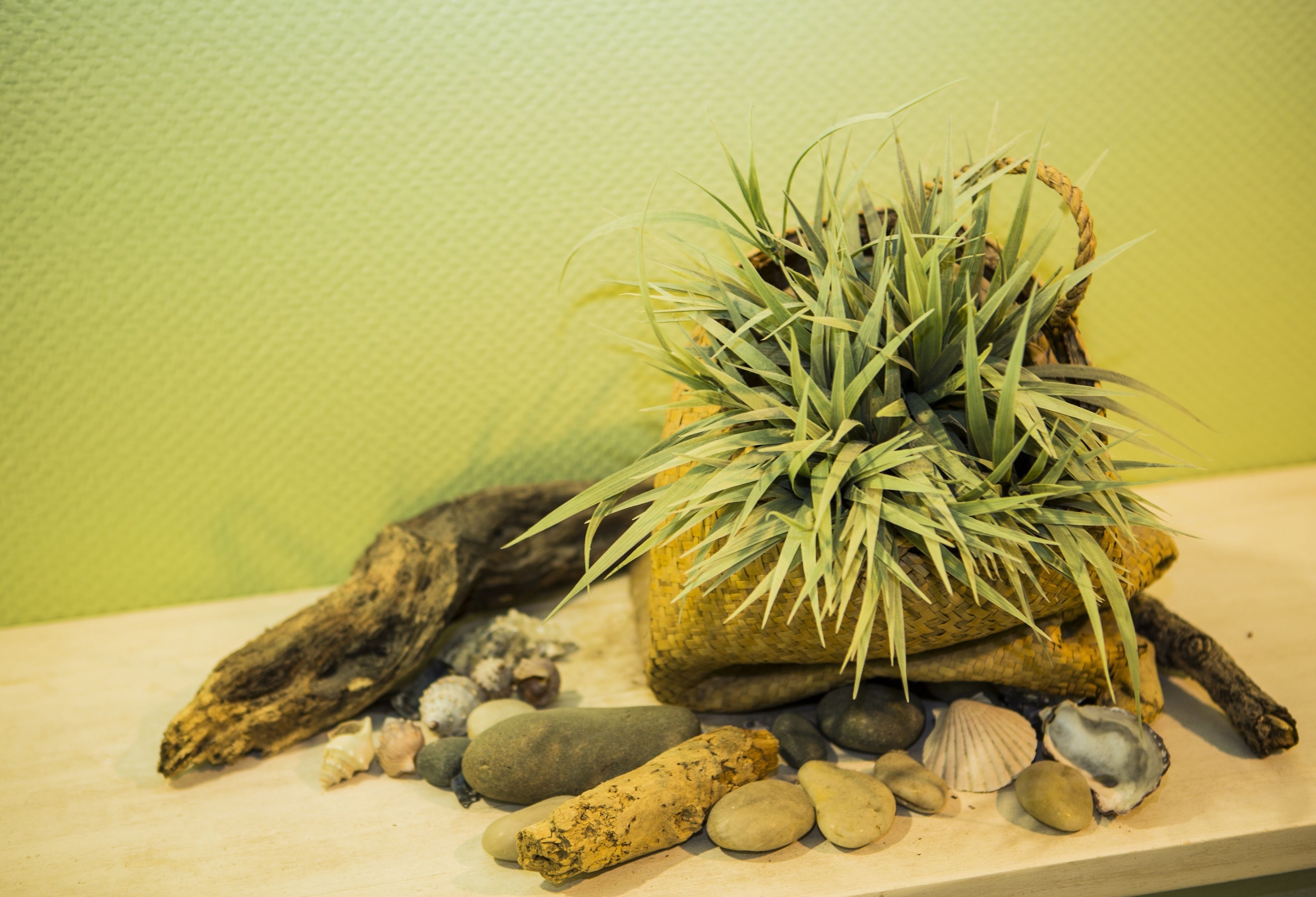 Une petite plante en pot, aux feuilles vertes, posée sur une surface en bois, parsemée de coquillages et de morceaux de bois flotté.