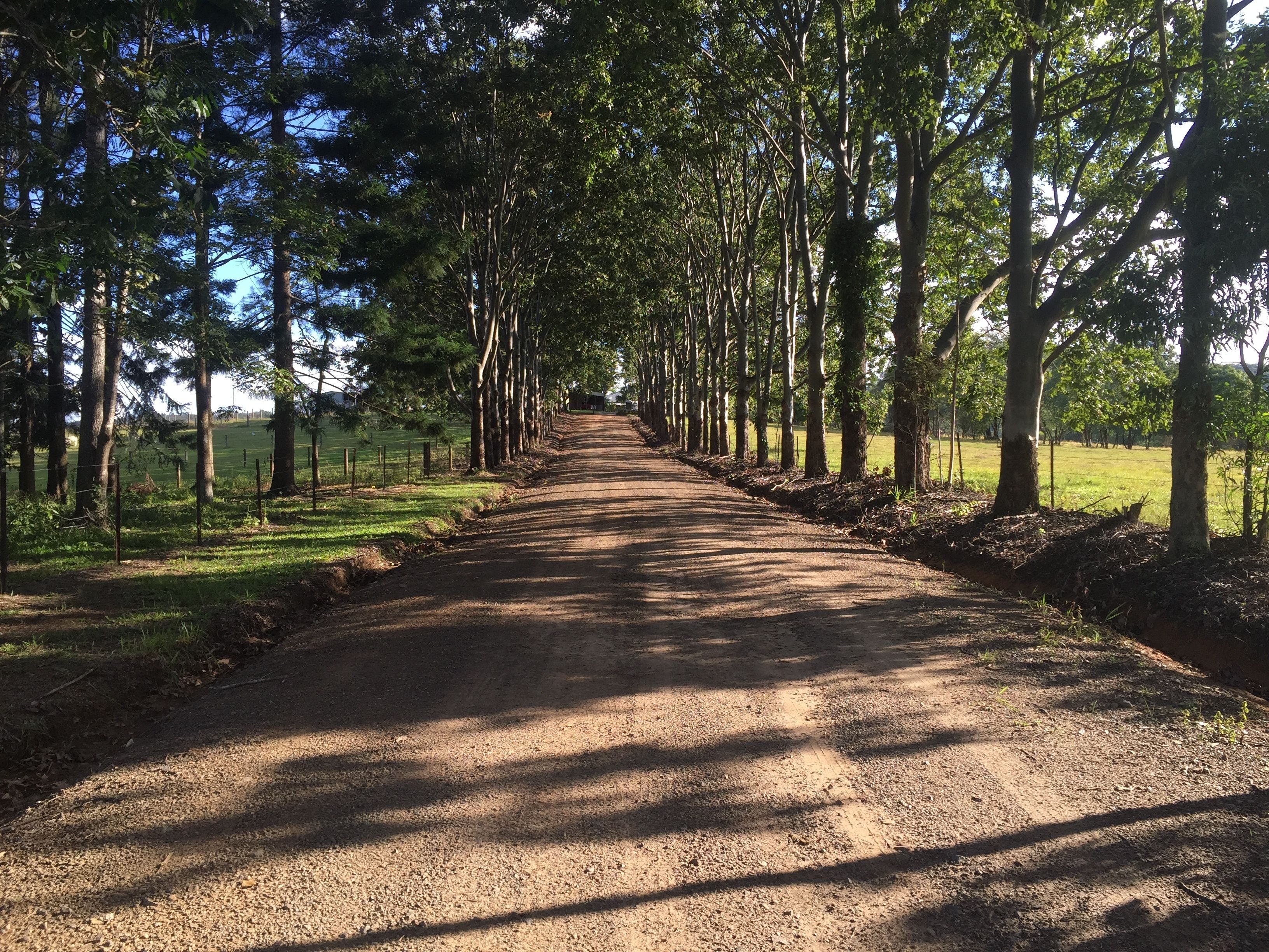 A dirt road flanked by tall trees, leading into a green field.