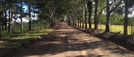 A dirt road flanked by tall trees, leading into a green field.