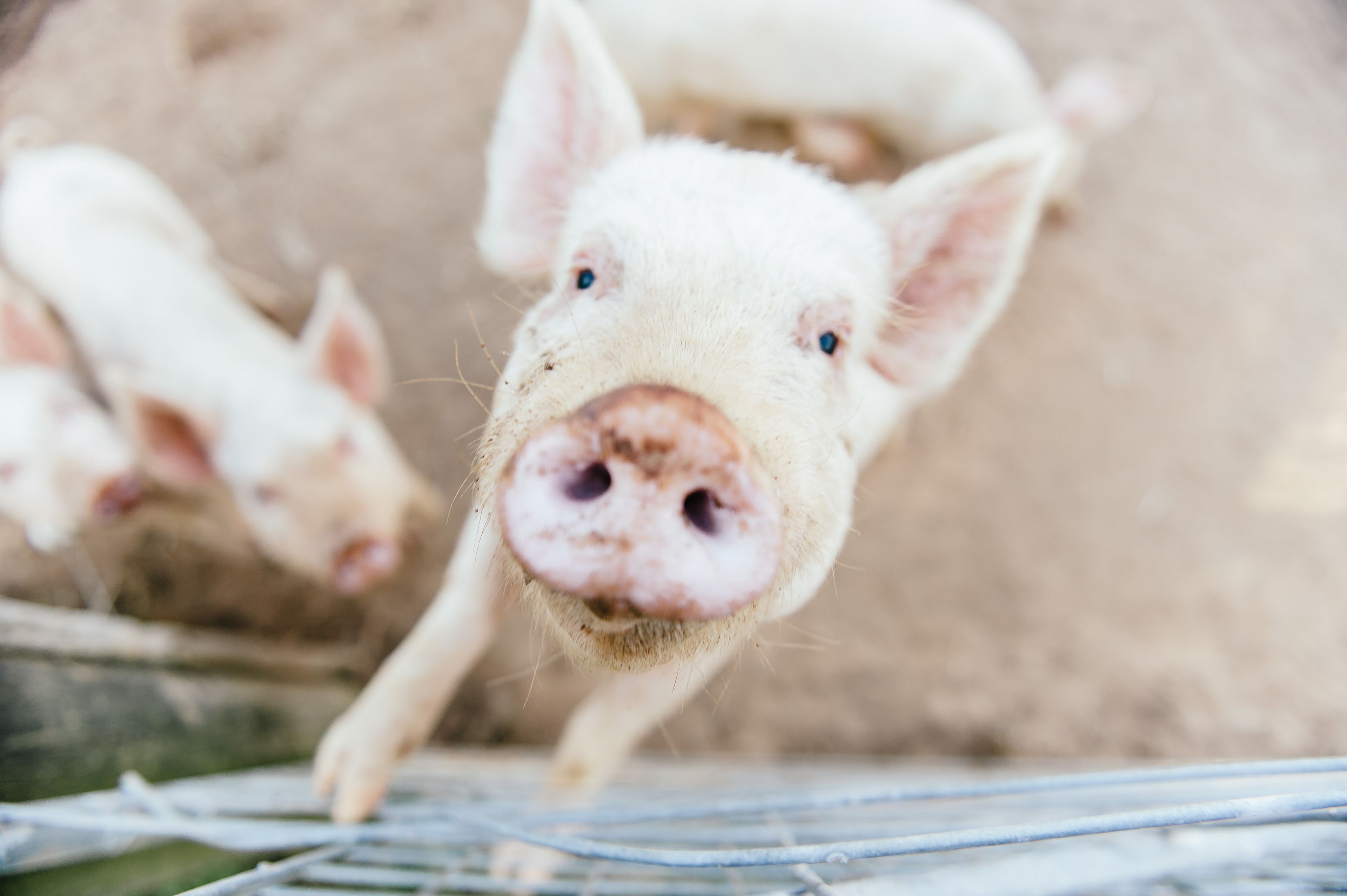 A pig's face with a focus on its nose and mouth.