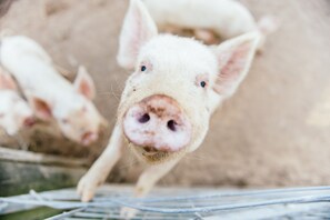 A pig's face with a focus on its nose and mouth. - Blackwattle Farm B&B and Farm Stay (Peachester)