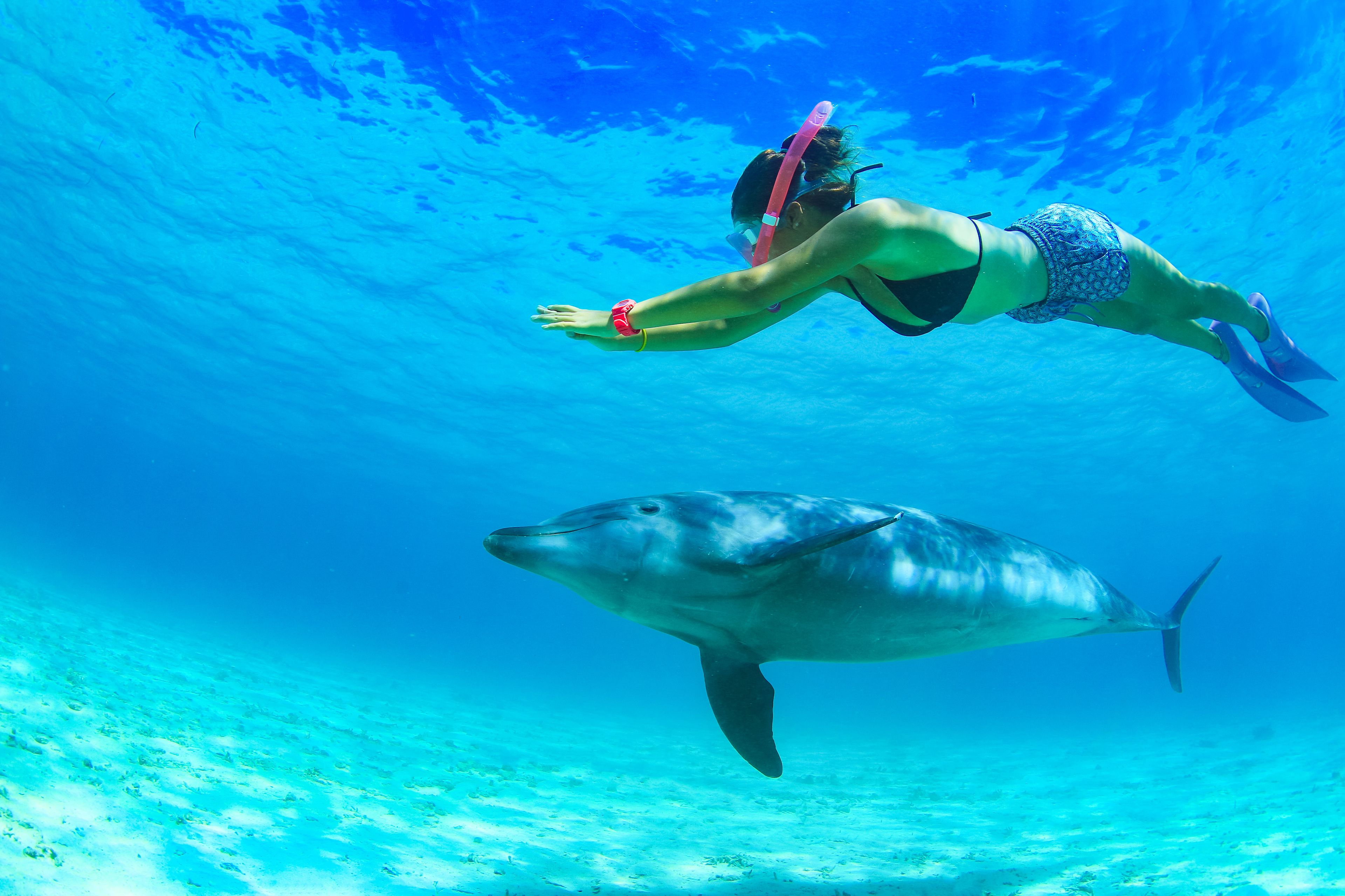 A person swimming with a dolphin in clear blue water.