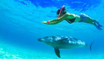 A person swimming with a dolphin in clear blue water.