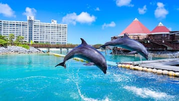 Dolphins performing in a pool with a hotel and red-roofed buildings in the background.