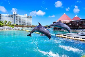 Dolphins performing in a pool with a hotel and red-roofed buildings in the background.