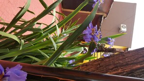 A close-up of purple flowers with green leaves, a wooden structure, and a red building in the background.