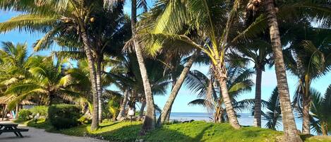 Vista de la playa con palmeras, una mesa de picnic y una vista despejada del océano.