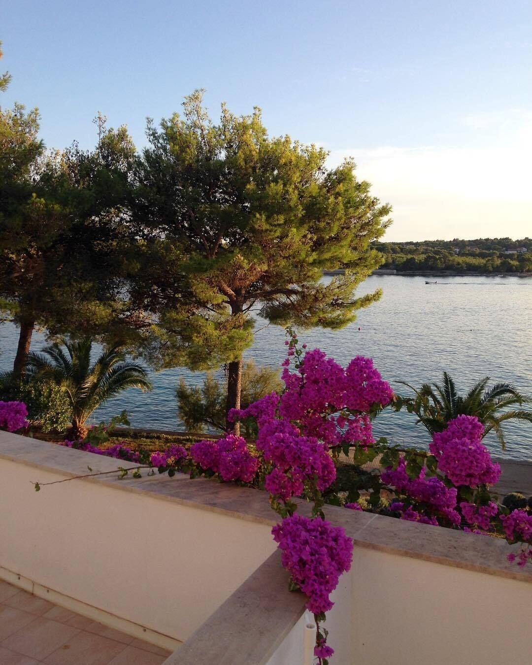 A balcony with a view of a lake, surrounded by trees and purple flowers.