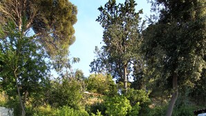 A stone staircase leading up a grassy slope, surrounded by lush greenery and trees. - Casa Granados Boutique Hotel (Tossa de Mar)