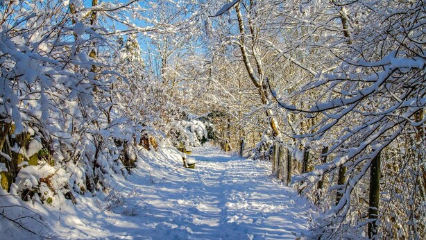 Un sendero cubierto de nieve bordeado por árboles en un bosque.