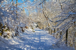 A snow-covered pathway flanked by trees in a forested area. - Hotel Schneider (Winterberg)