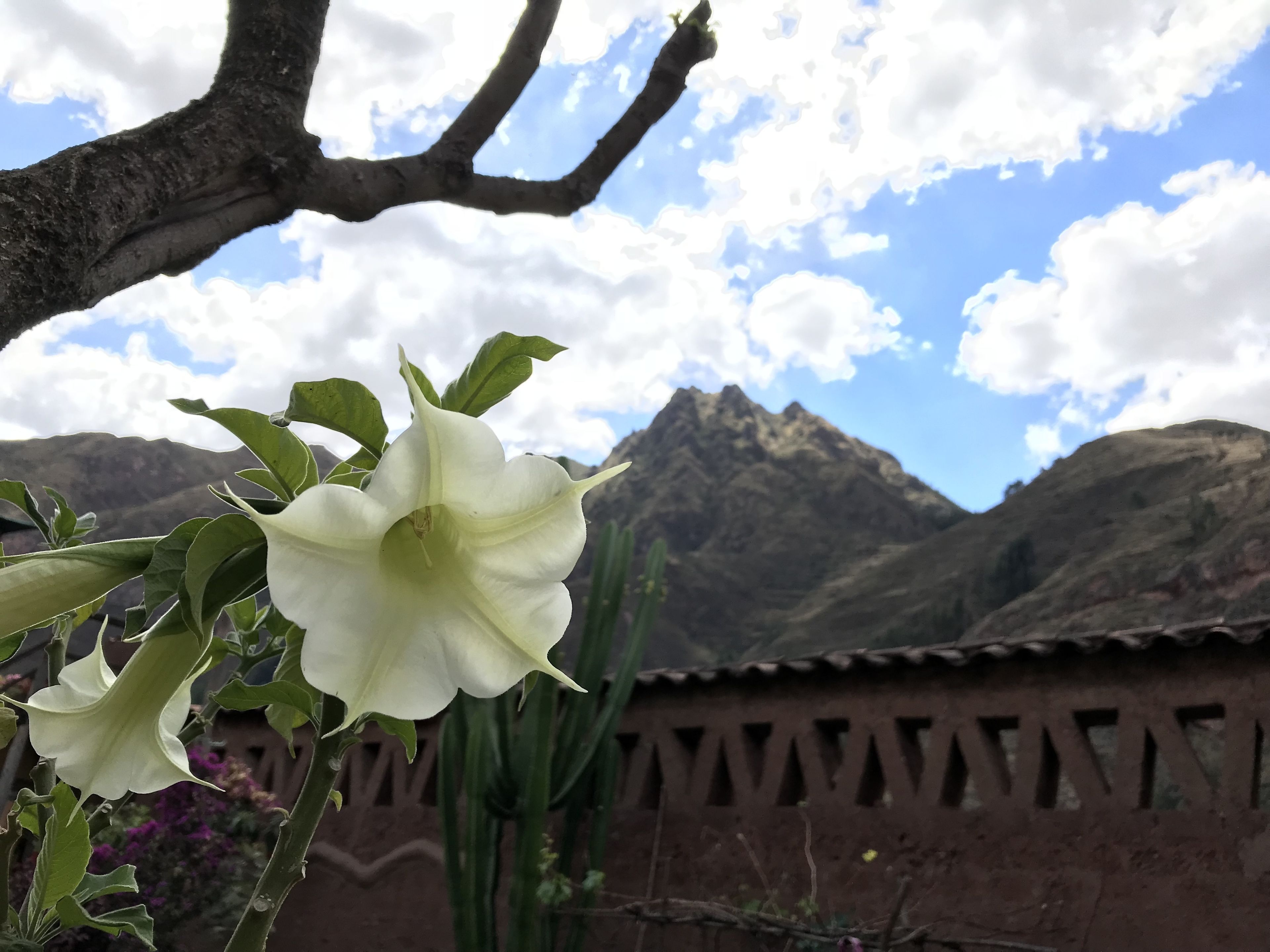 Foto - Pisac Inca Guest House