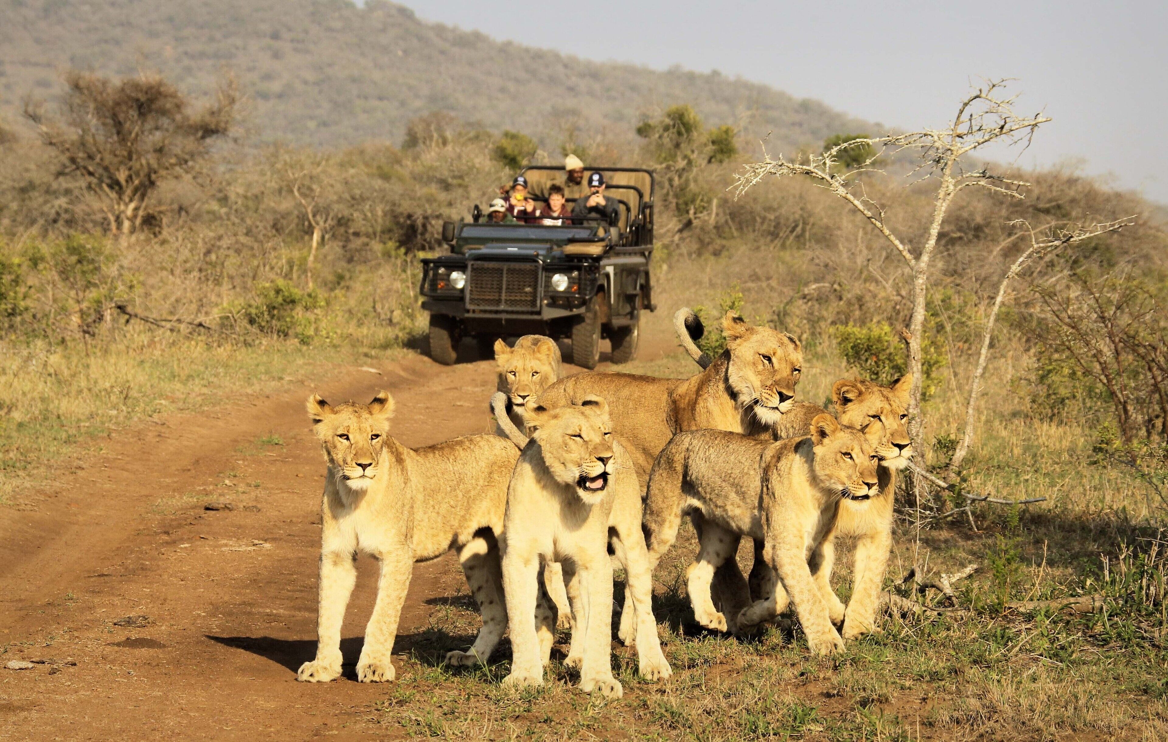 Safari en auto