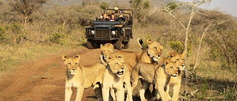 A group of lions on a dirt road with a vehicle in the background.