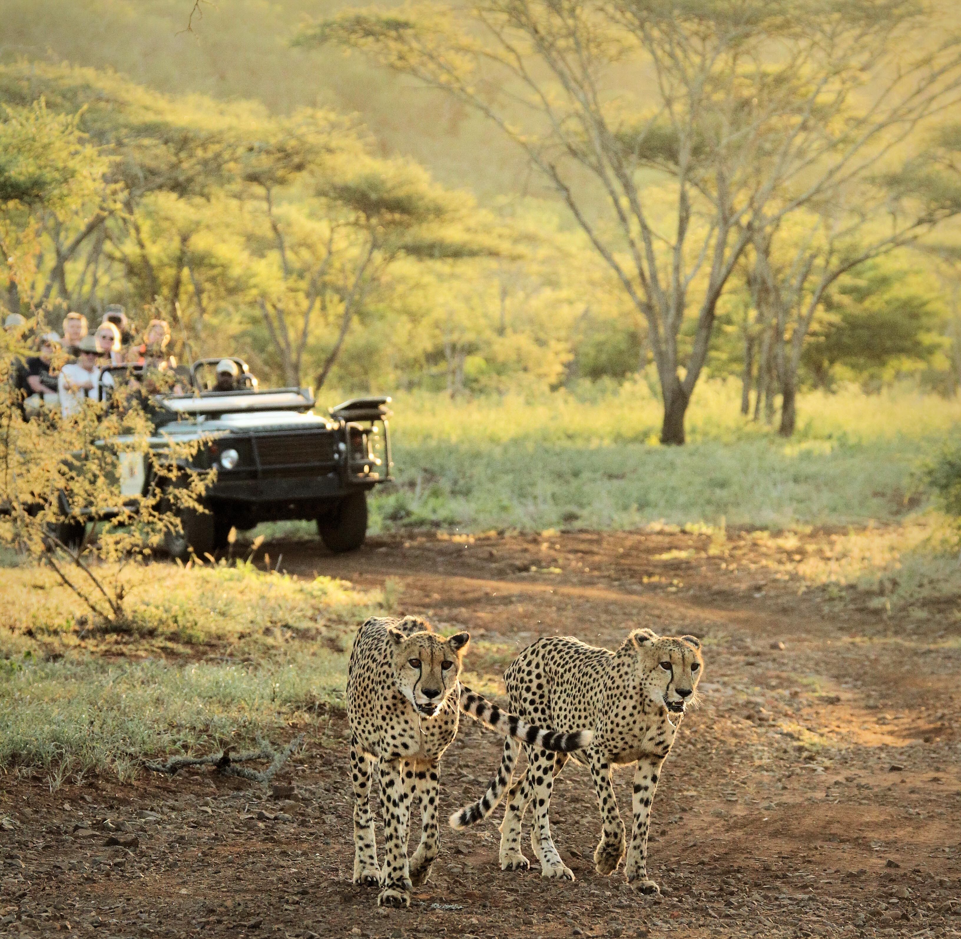 Un guépard marchant sur un chemin de terre, avec un véhicule et des personnes en arrière-plan.