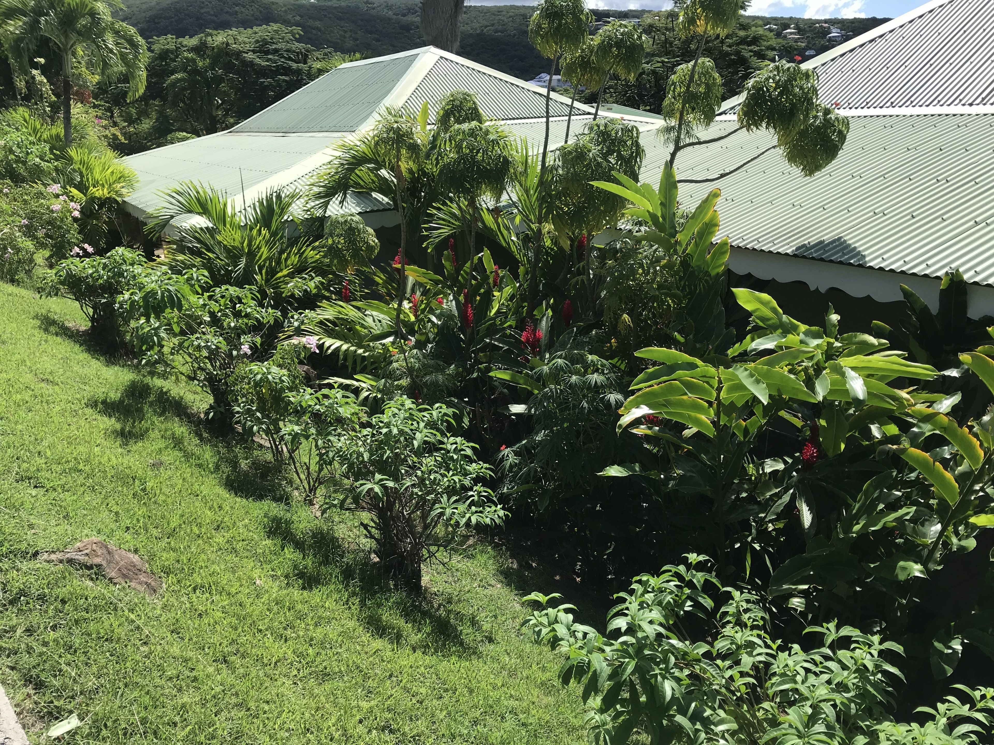 A lush garden with various tropical plants and a building with a green roof.