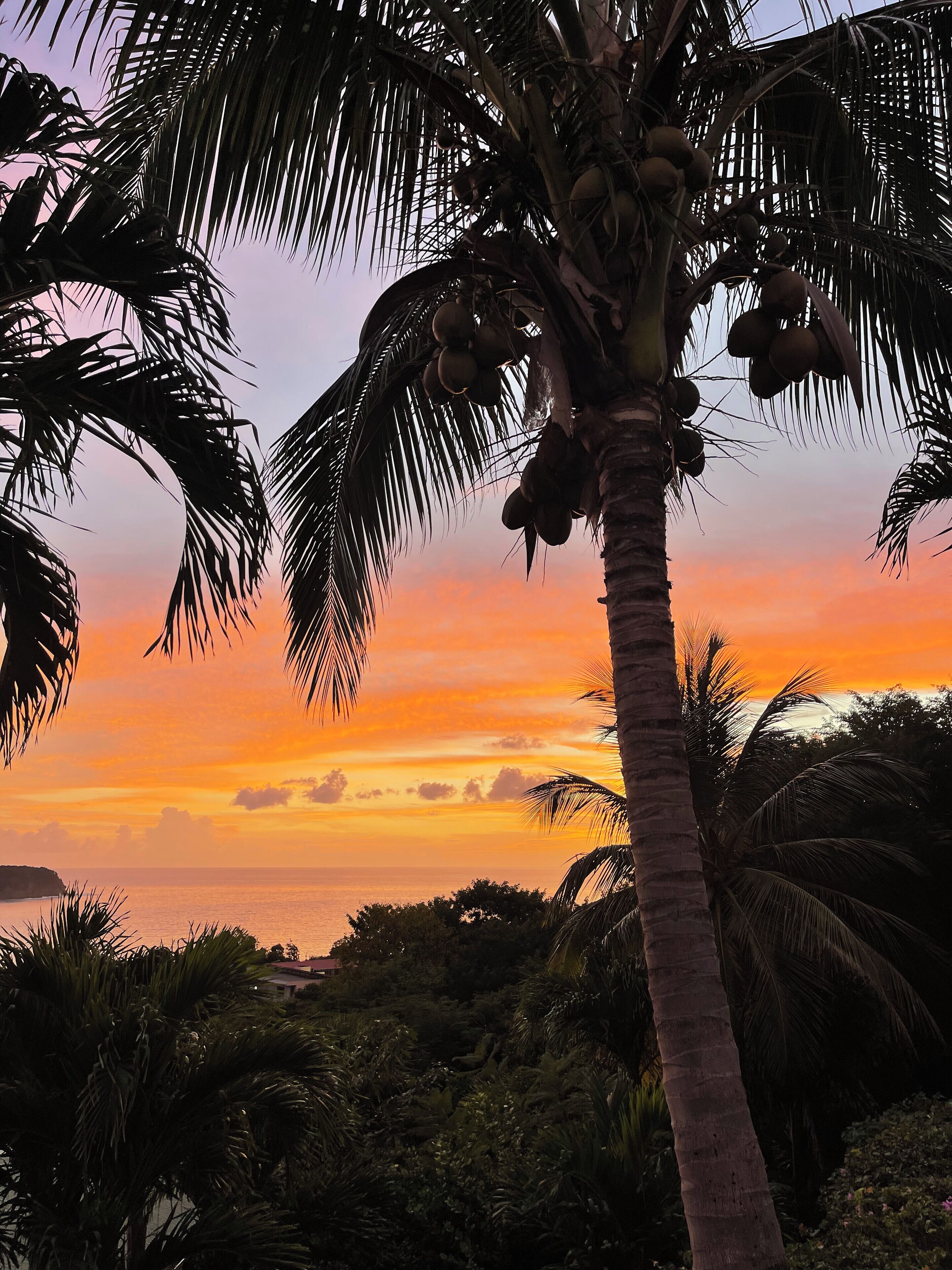 A palm tree with coconuts against a sunset sky.
