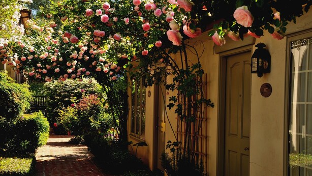 A narrow brick pathway flanked by lush greenery and blooming pink roses.