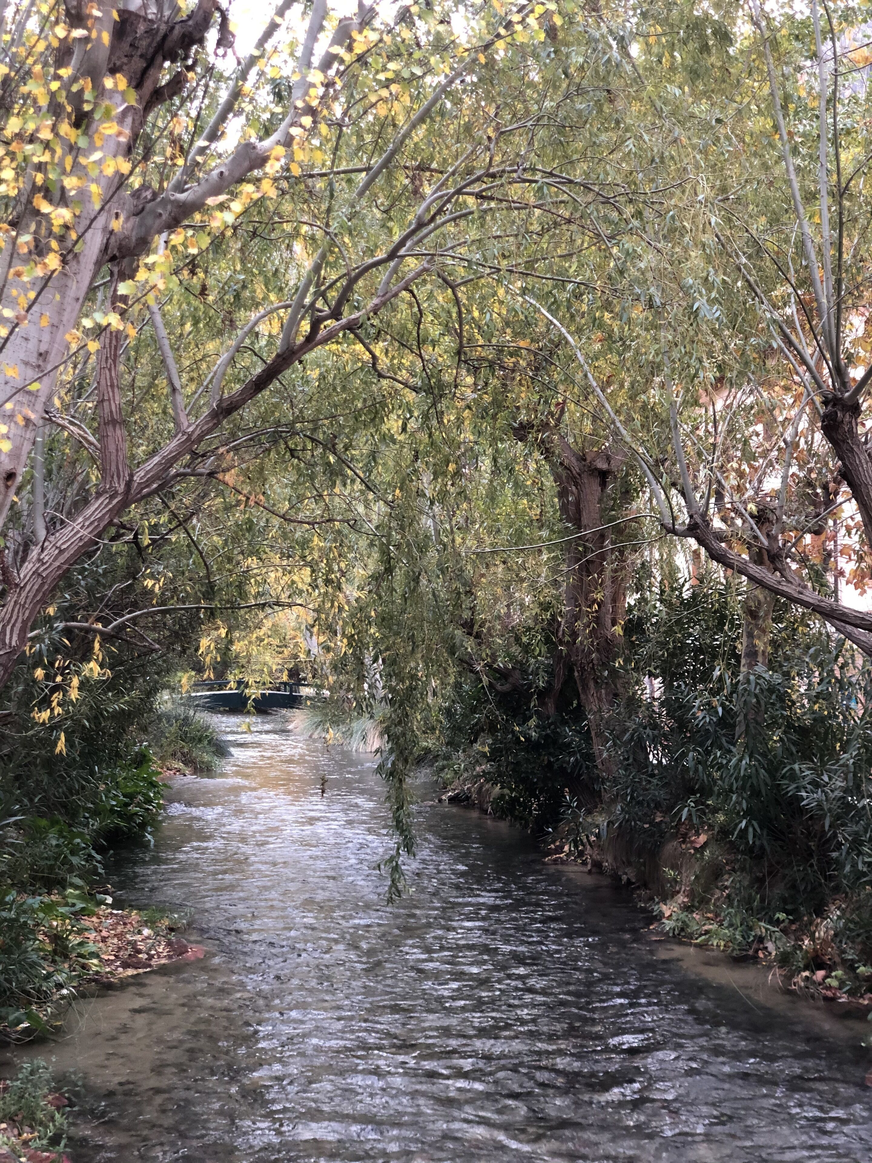 Une rivière qui traverse une zone densément boisée, avec des arbres et un feuillage abondant.