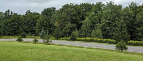 Un champ herbeux avec une route asphaltée et, au fond, une forêt dense.