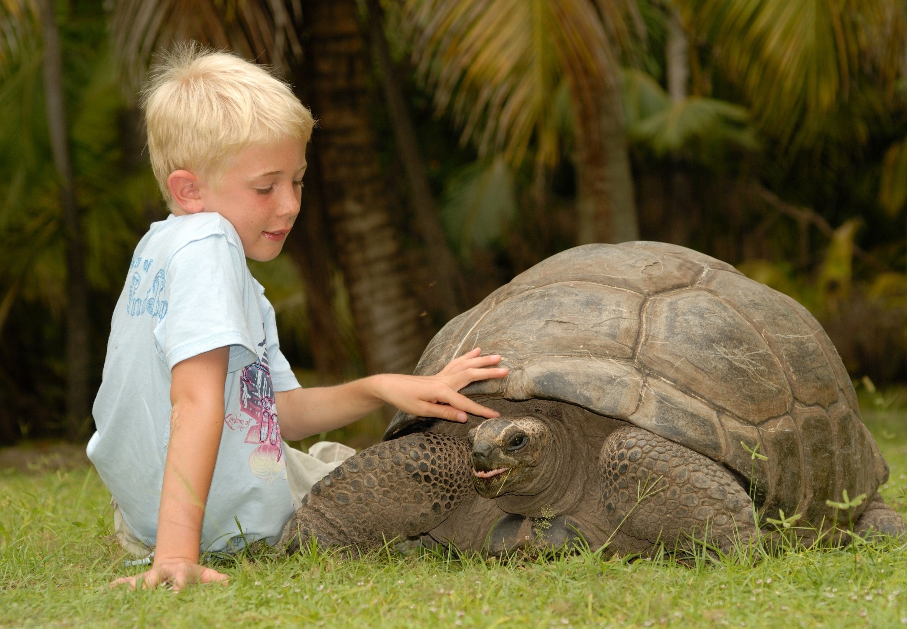Un niño acariciando una tortuga grande sobre la hierba, con palmeras al fondo.