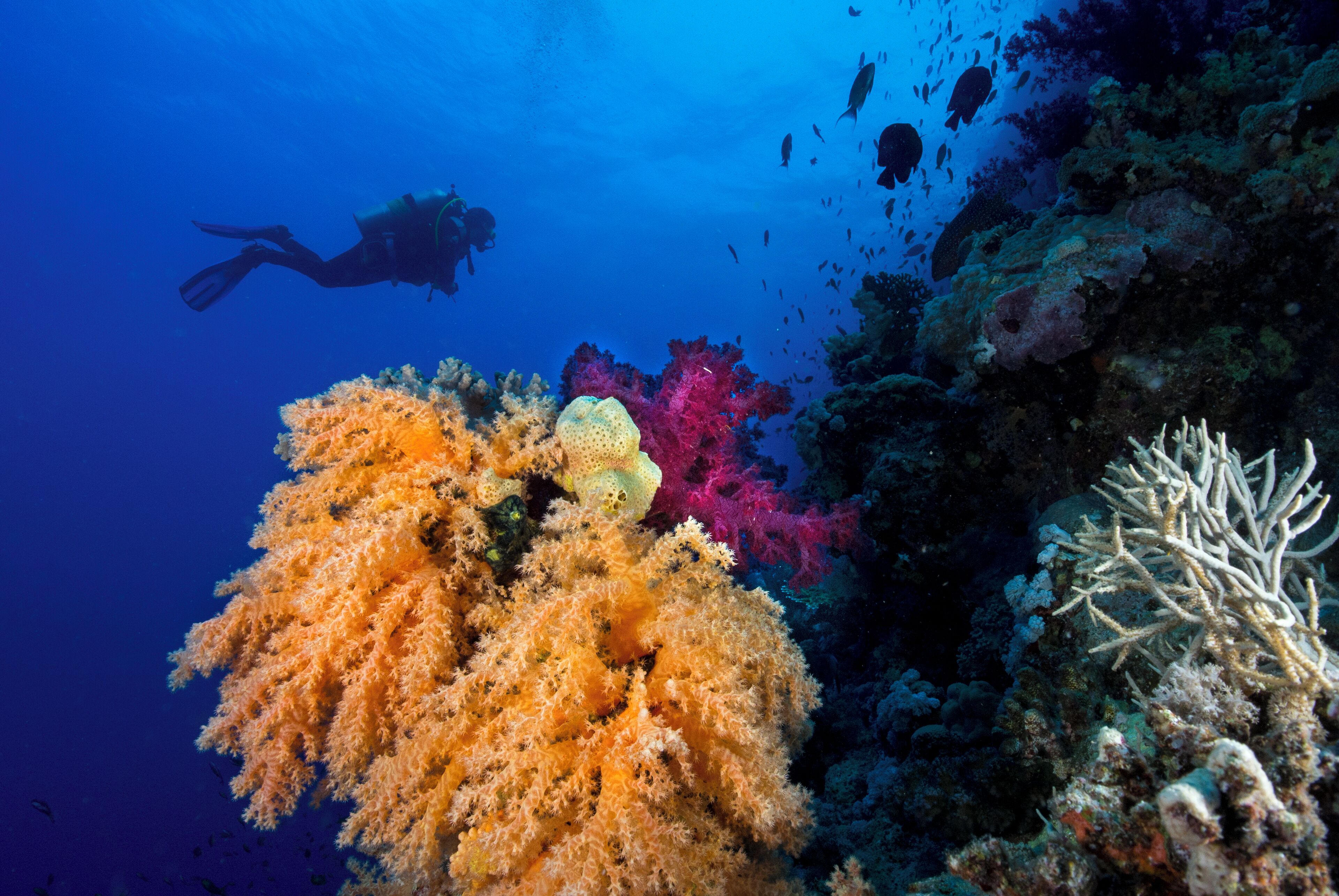 Foto - Club Paradisio El Gouna Red Sea