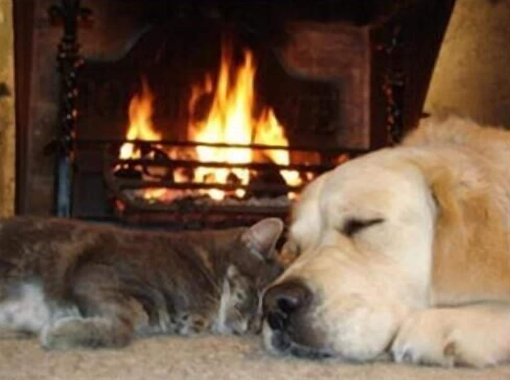 Een hond en een kat slapen bij een open haard.