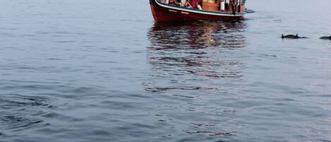 Un barco con pasajeros y delfines en el agua.