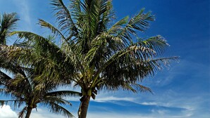 Ein Strand mit Palmen und einem klaren, blauen Himmel.