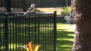 Un pájaro posado en una cerca metálica en un jardín con césped y un árbol.
