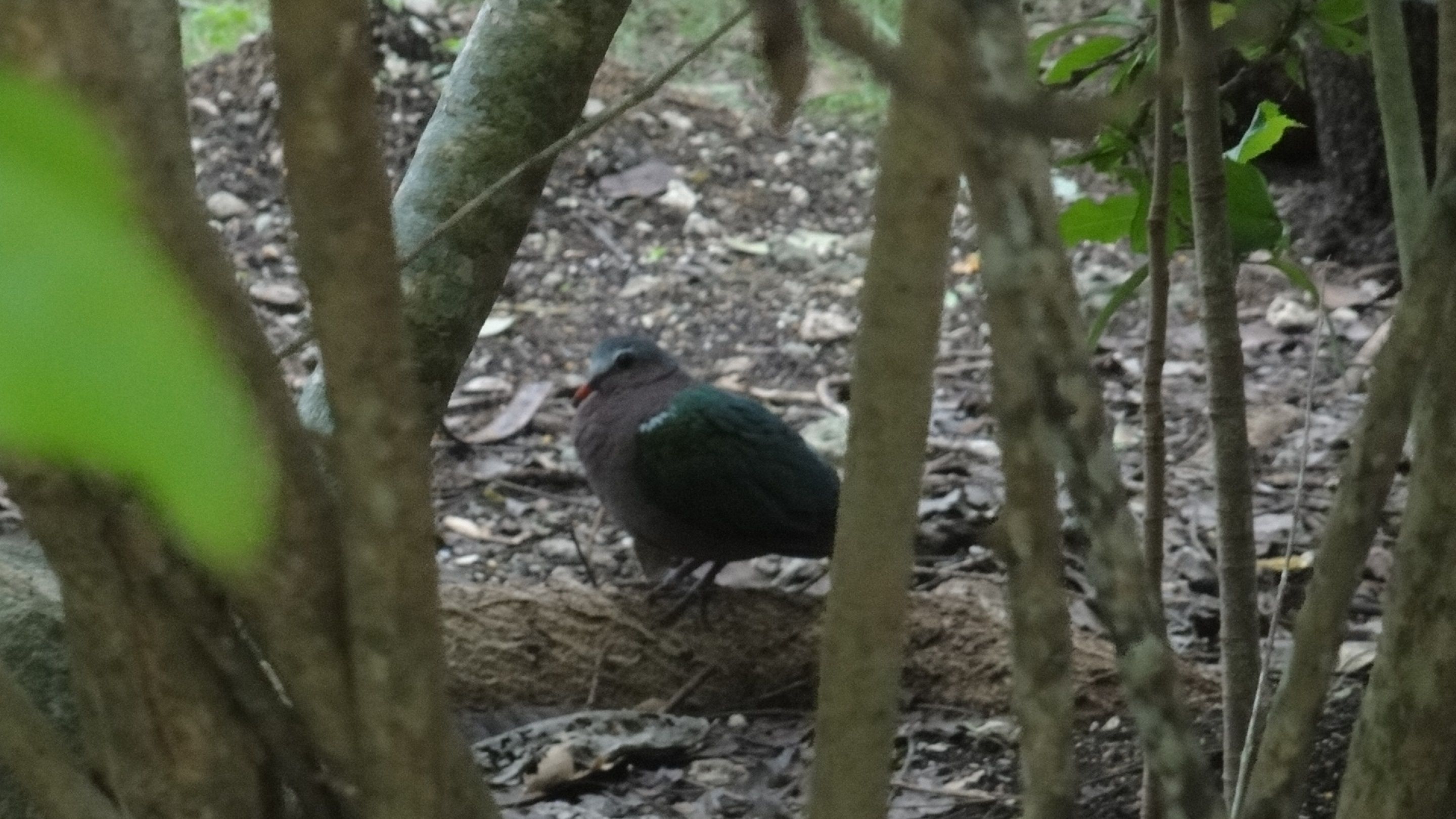 A bird on a tree branch in a forested area.