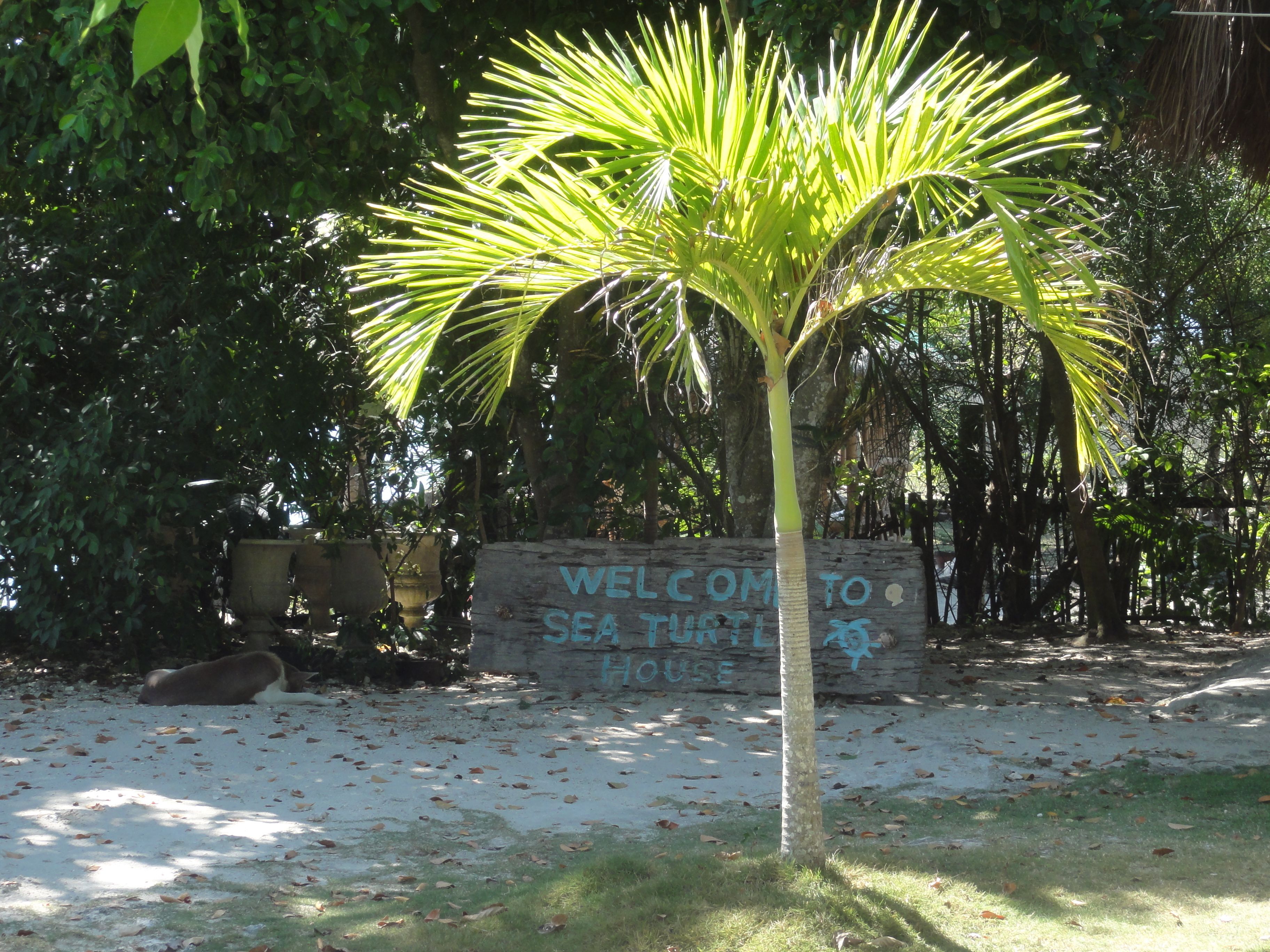 Foto - Sea Turtle House Moalboal