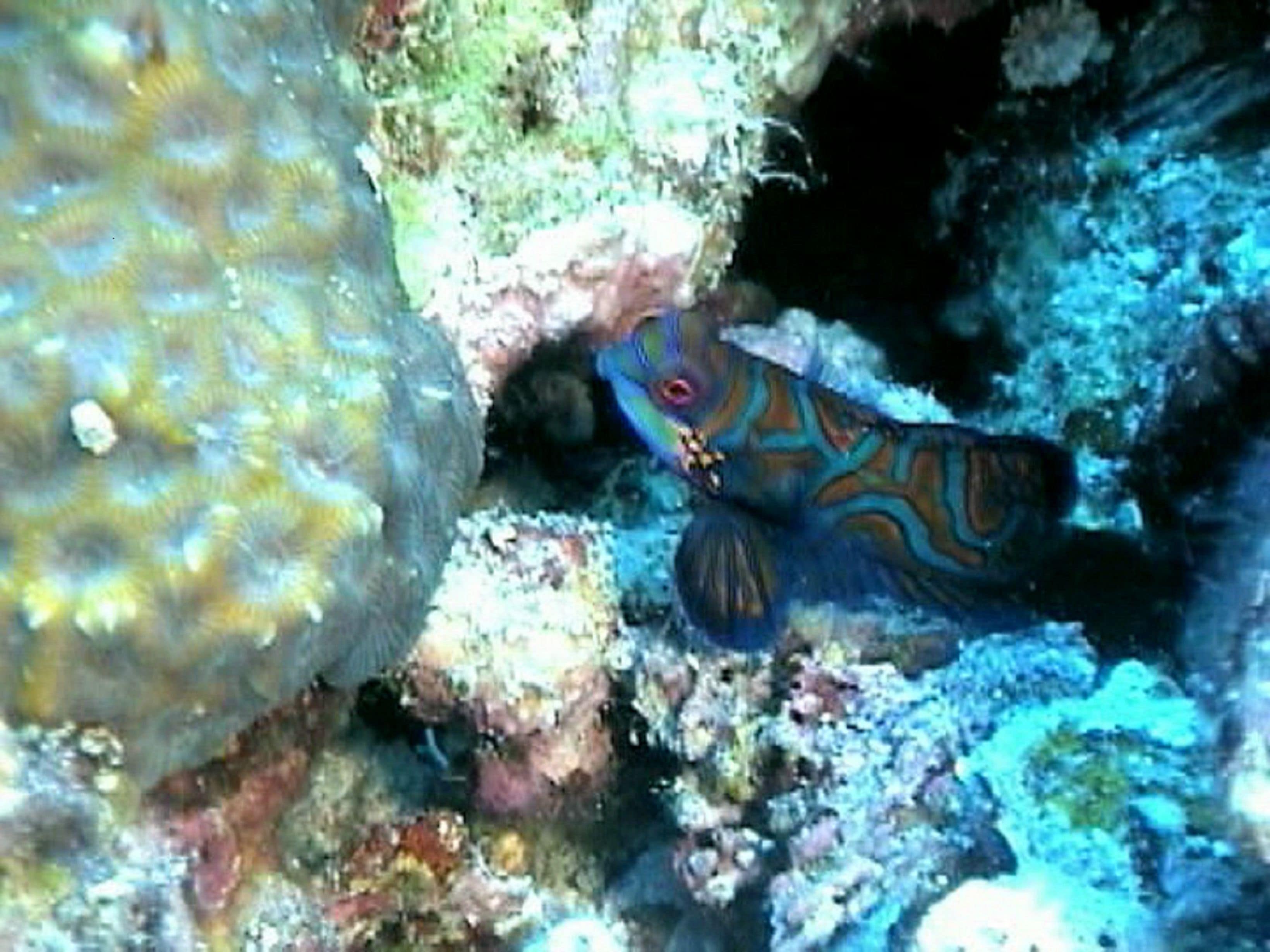 Foto - Sea Turtle House Moalboal