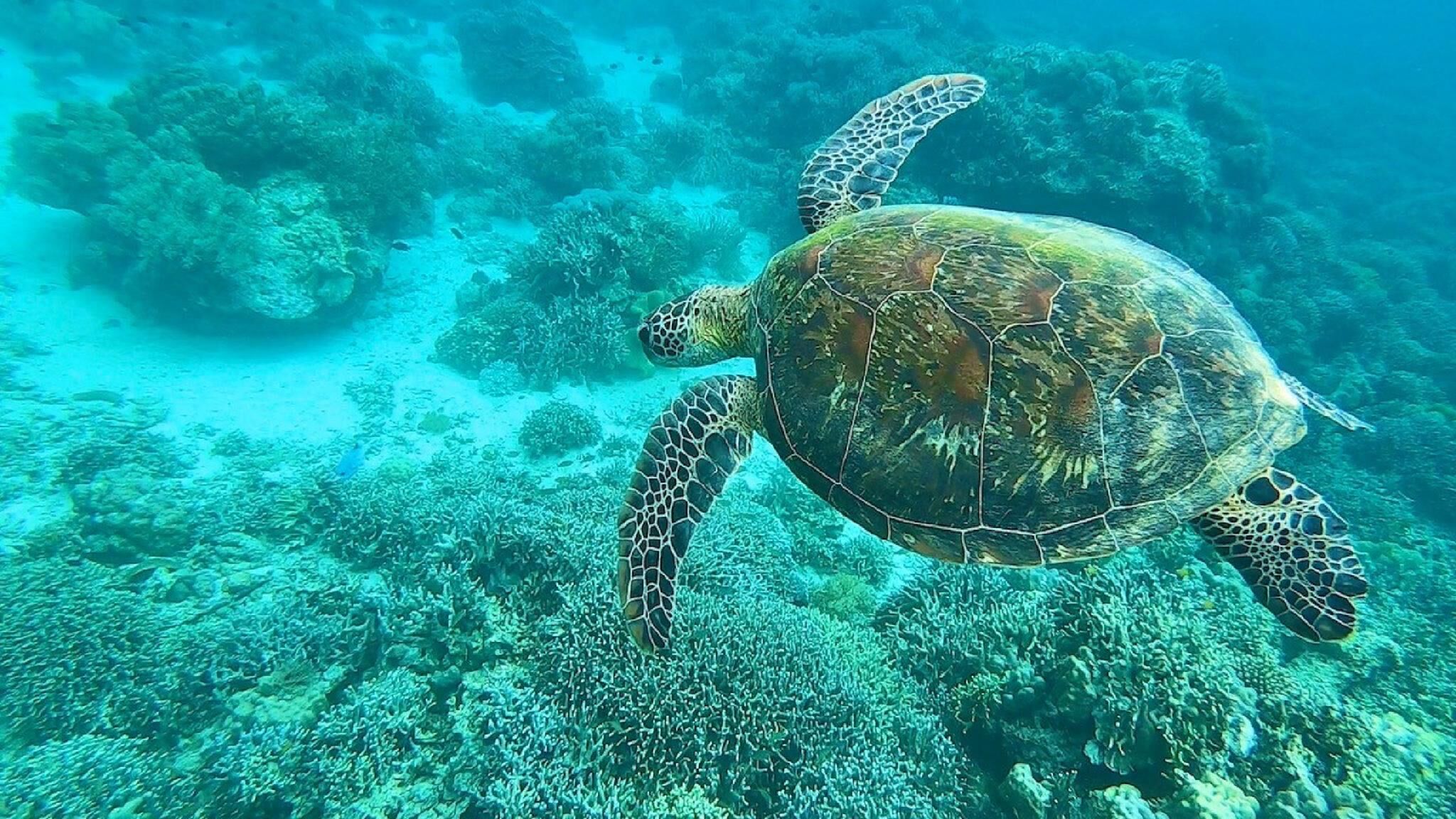 A sea turtle swimming near a coral reef.