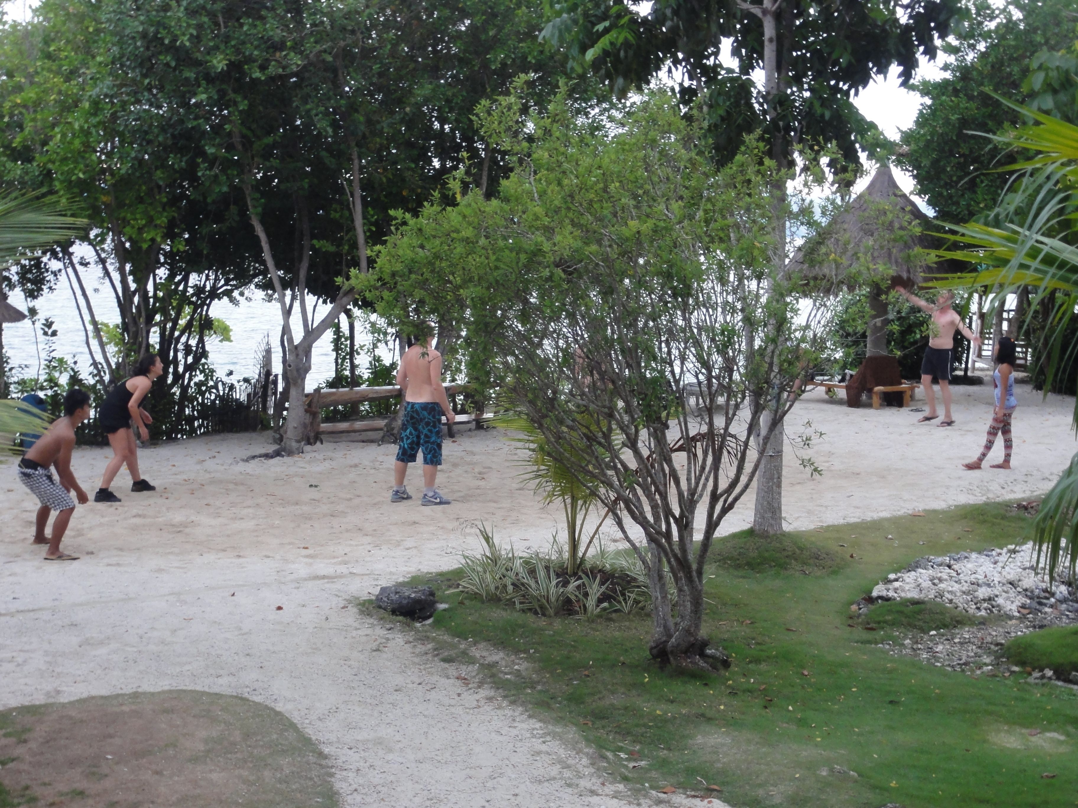 A sandy outdoor area with trees and a small bush.