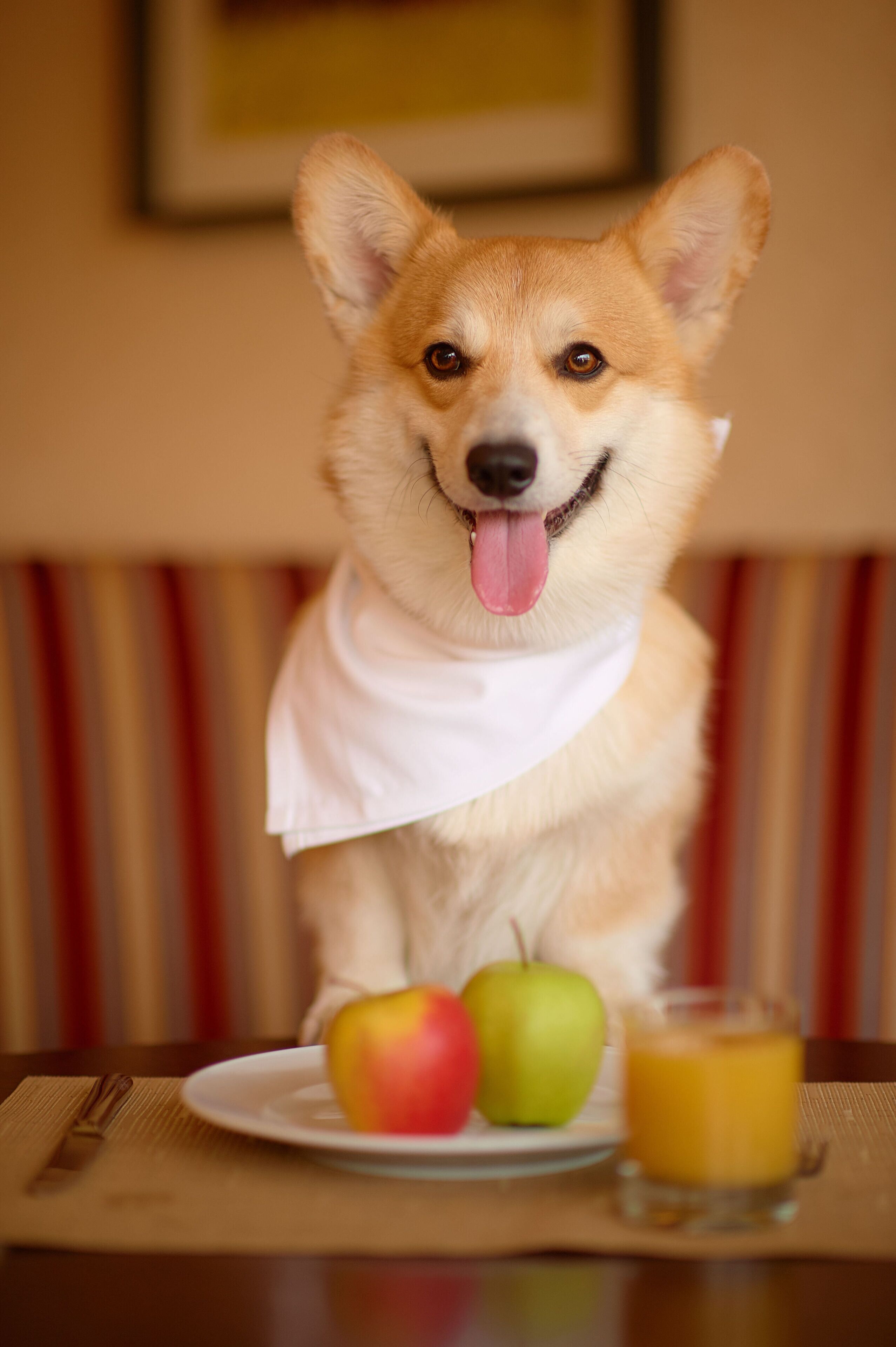 A dog sitting at a table with a plate of food, a fork, and a glass of juice.
