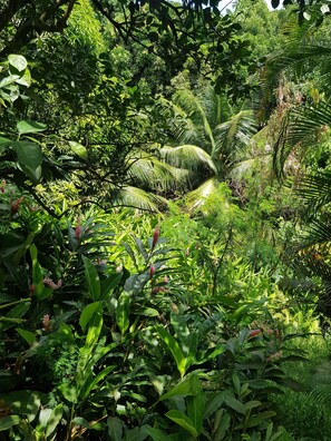 Garden - Villa Citronella (Mahé Island)